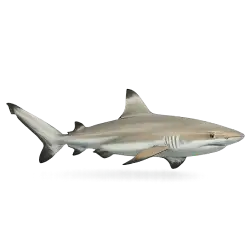 Blacktip Reef Shark animal lesson image on AnimalDex