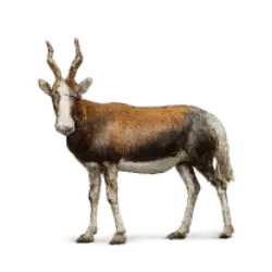 Blesbok (Damaliscus pygargus phillipsi) featured animal image on AnimalDex