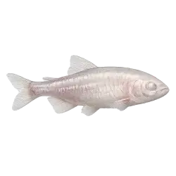 Blind Cave Tetra (Astyanax mexicanus) thumbnail image on AnimalDex