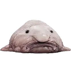 Blobfish (Psychrolutes marcidus) thumbnail image on AnimalDex