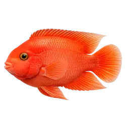 Blood Parrot Cichlid