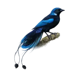Blue Bird-of-paradise (Paradisornis rudolphi) thumbnail image on AnimalDex