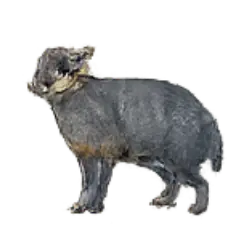 Blue Duiker (Philantomba monticola) featured animal image on AnimalDex