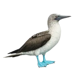 Blue-footed Booby (Sula nebouxii) featured animal image on AnimalDex