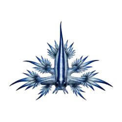 Blue Glaucus animal lesson image on AnimalDex