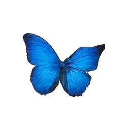 Blue Morpho (Morpho menelaus) featured animal image on AnimalDex