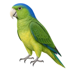 Blue-naped Parrot (Tanygnathus lucionensis) thumbnail image on AnimalDex