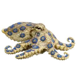 Blue-ringed Octopus (Hapalochlaena lunulata) thumbnail image on AnimalDex