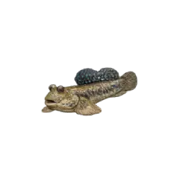 Blue-spotted Mudskipper (Boleophthalmus boddarti) thumbnail image on AnimalDex