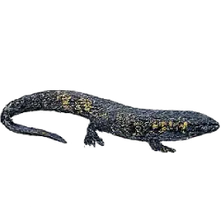 Blue-spotted Salamander (Ambystoma laterale) featured animal image on AnimalDex