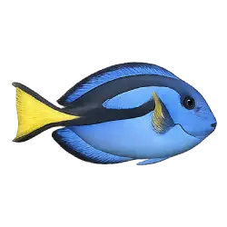Blue Tang