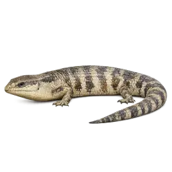 Blue-tongued Skink (Tiliqua scincoides) thumbnail image on AnimalDex