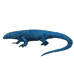 Blue Tree Monitor (Varanus macraei) featured animal image on AnimalDex