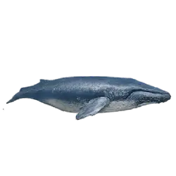 Blue Whale (Balaenoptera musculus) thumbnail image on AnimalDex