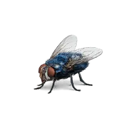 Bluebottle Fly animal lesson image on AnimalDex