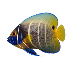Blueface Angelfish (Pomacanthus xanthometopon) thumbnail image on AnimalDex