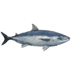 Bluefin Tuna (Thunnus thynnus) thumbnail image on AnimalDex