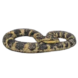 Boa Constrictor (Boa constrictor) thumbnail image on AnimalDex