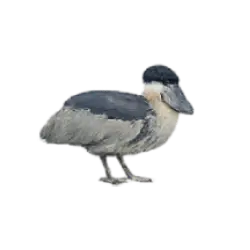Boat-billed Heron (Cochlearius cochlearius) thumbnail image on AnimalDex