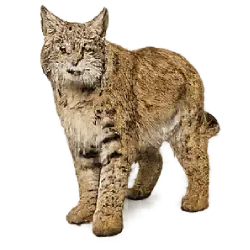 Bobcat (Lynx rufus) featured animal image on AnimalDex