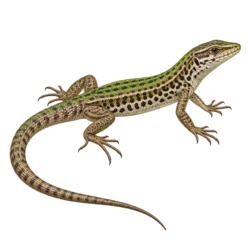 Bocage's Wall Lizard (Podarcis bocagei) thumbnail image on AnimalDex