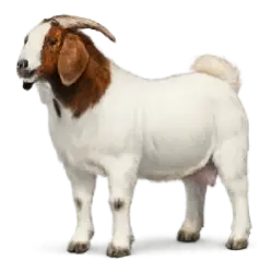 Boer Goat animal lesson image on AnimalDex