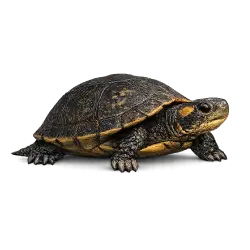Bog Turtle animal icon
