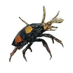 Bombardier Beetle (Brachinus crepitans) featured animal image on AnimalDex