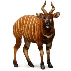 Bongo (Tragelaphus eurycerus) featured animal image on AnimalDex