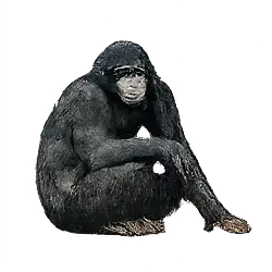 Bonobo (Pan paniscus) thumbnail image on AnimalDex