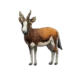 Bontebok (Damaliscus pygargus) featured animal image on AnimalDex
