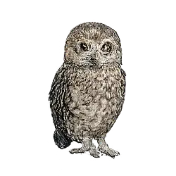 Boobook Owl (Ninox boobook) featured animal image on AnimalDex
