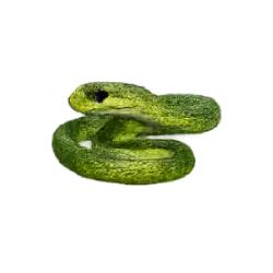 Boomslang (Dispholidus typus) featured animal image on AnimalDex