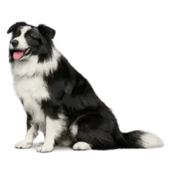 Border Collie animal lesson image on AnimalDex