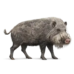 Bornean Bearded Pig animal lesson image on AnimalDex