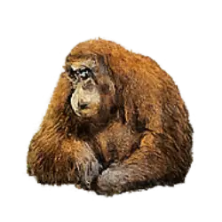 Bornean Orangutan (Pongo pygmaeus) featured animal image on AnimalDex