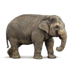 Bornean Pygmy Elephant animal lesson image on AnimalDex