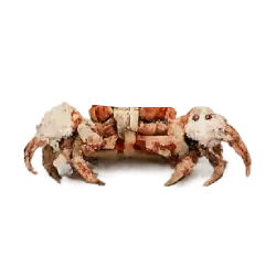 Boxer Crab (Lybia tessellata) thumbnail image on AnimalDex