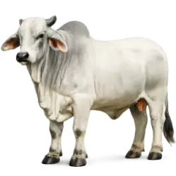 Brahman Cattle animal lesson image on AnimalDex