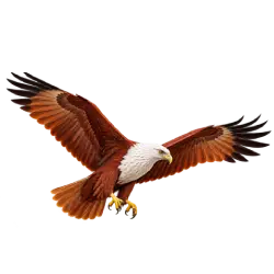 Brahminy Kite (Haliastur indus) thumbnail image on AnimalDex