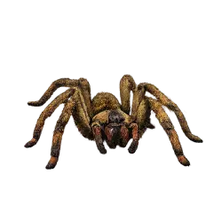Brazilian Wandering Spider