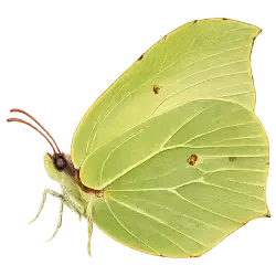 Brimstone Butterfly
