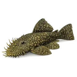 Bristlenose Pleco (Ancistrus) thumbnail image on AnimalDex