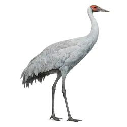 Brolga lesson from nature