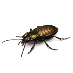 Bronze Ground Beetle