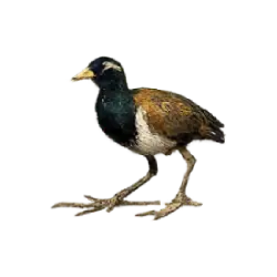 Bronze-winged Jacana (Metopidius indicus) featured animal image on AnimalDex