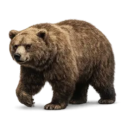 Brown Bear animal lesson image on AnimalDex