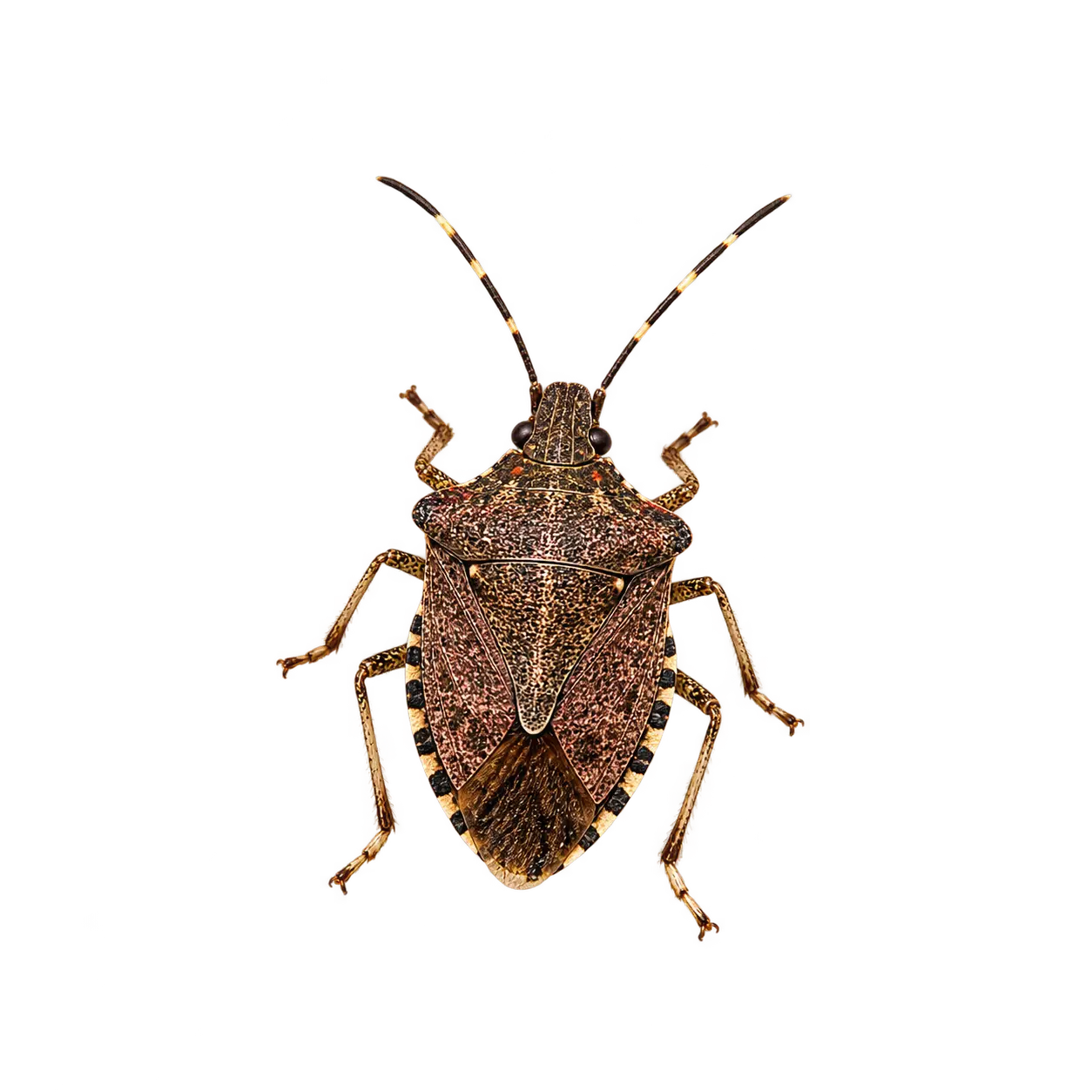 Brown Marmorated Stink Bug (Halyomorpha halys) thumbnail image on AnimalDex