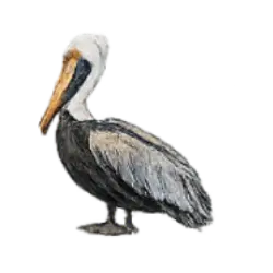 Brown Pelican (Pelecanus occidentalis) featured animal image on AnimalDex