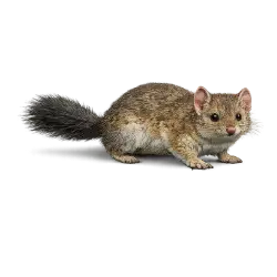 Brush-tailed Mulgara animal lesson image on AnimalDex